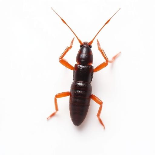 Earwig